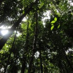 Deep in Forests