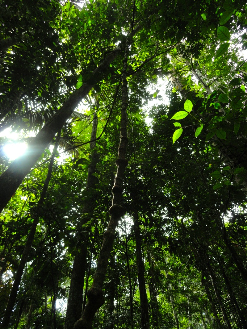 Rainforest Canopy